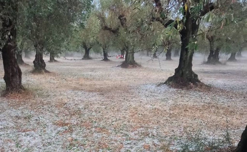 Αγρίνιο - Ολική καταστροφή: «Τσάκισε» ελιές και άλλες καλλιέργειες το χαλάζι