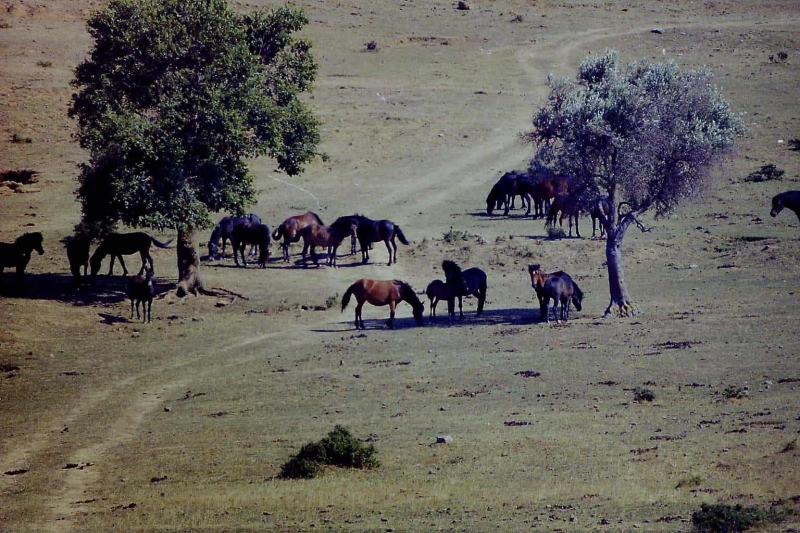 Τα άγρια άλογα του Πεταλά (φωτο-video)