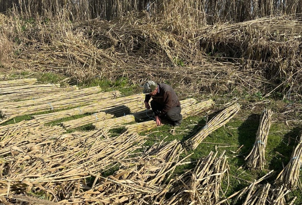 Παραδοσιακή εργασία που δείχνει εύκολη αλλά δεν είναι: Η συγκομιδή των καλαμιών στον Αγ. Γεώργιο Καλυβίων (φωτο)
