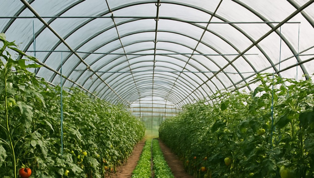 Q&amp;A: Πρόγραμμα ενίσχυσης θερμοκηπιακών καλλιεργειών