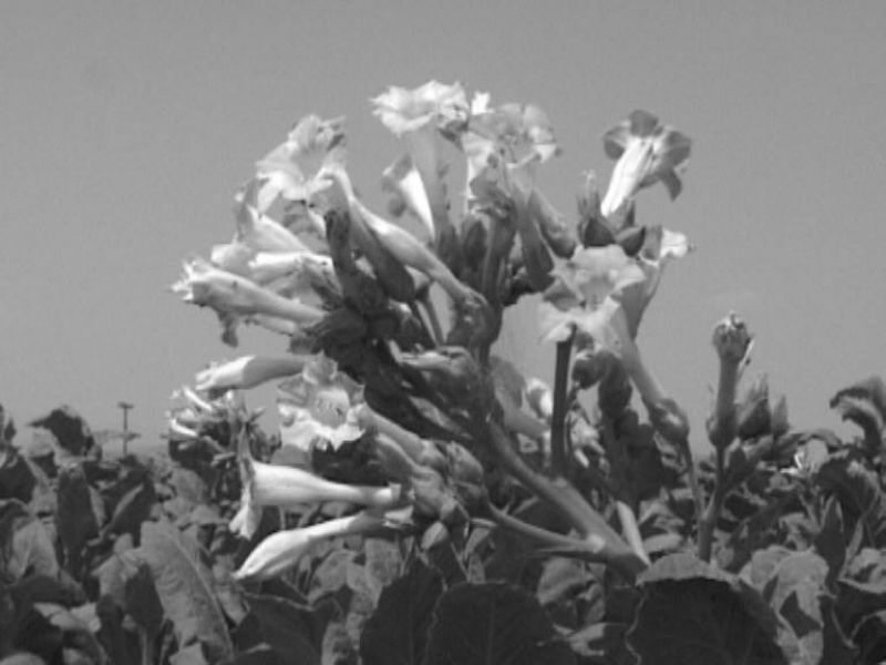 Αύγουστος, ο άλλοτε μήνας του καπνού στο Αγρίνιο