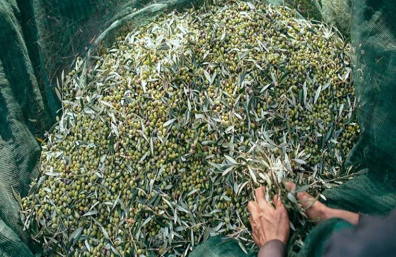 5 συχνά λάθη στη συγκομιδή της ελιάς