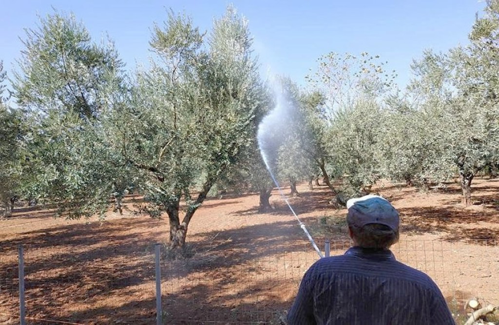 Ξεκινούν στην Αιτωλοακαρνανία οι δολωματικοί  ψεκασμοί για τον δάκο της ελιάς