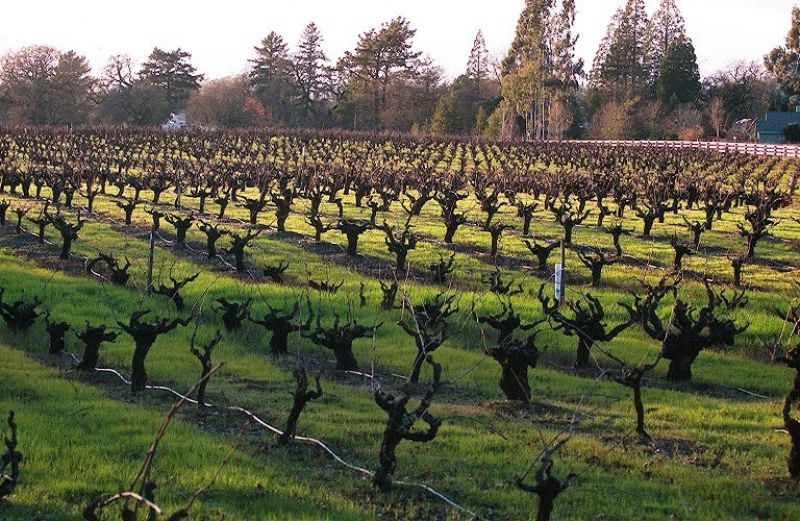 Εχθροί και ασθένειες του αμπελιού: τρόποι αντιμετώπισης