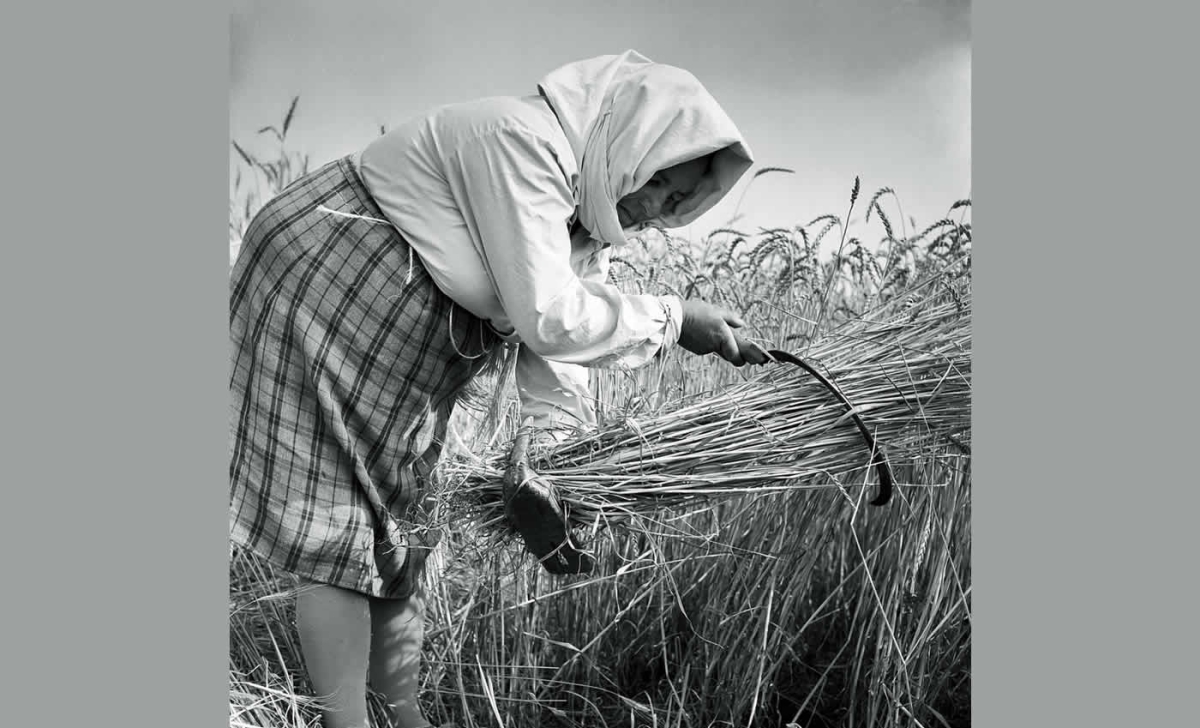 Γυναίκες θερίστριες στο Ξηρόμερο Aιτωλοακαρνανίας