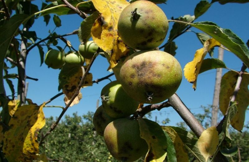 Μηλοειδή: Όσα πρέπει να κάνετε για να αντιμετωπίσετε τις ασθένειες