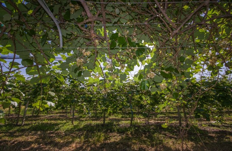 Βακτηριακό έλκος της ακτινιδιάς: όσα πρέπει να ξέρουν οι παραγωγοί