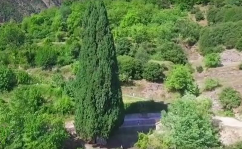 Το κυπαρίσσι του Πατροκοσμά στην Πρασιά Αγράφων (video)