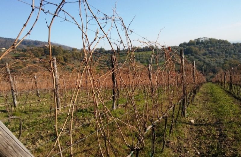 Χειμερινή προστασία στο αμπέλι