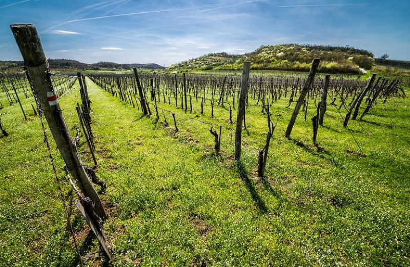 Νέα εποχή στην κλωνική επιλογή αμπέλου