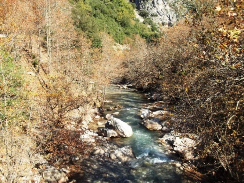 Το «απολιθωμένο» παραποτάμιο δάσος στα Φιδάκια Θέρμου