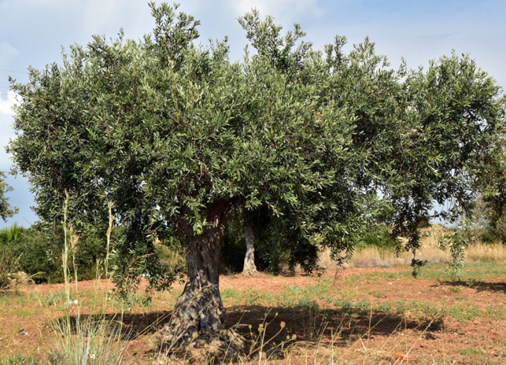 ΔΥΠΑ: Νέο επιδοτούμενο πρόγραμμα κατάρτισης στον εμβολιασμό δενδρωδών καλλιεργειών