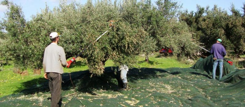 Η πατέντα του Έλληνα αγρότη για να μαζεύει ελιές «ρίχνει» το διαδίκτυο! (video)
