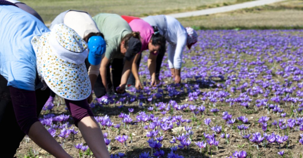 Ξεκινά μπαράζ ελέγχων για τις πιστοποιήσεις στη βιολογική παραγωγή - Αποσύρθηκαν χιλιάδες για να τους αποφύγουν