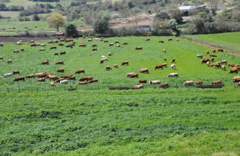 192,5 ευρώ για το βόειο-9,7 για το αιγοπρόβειο κρέας