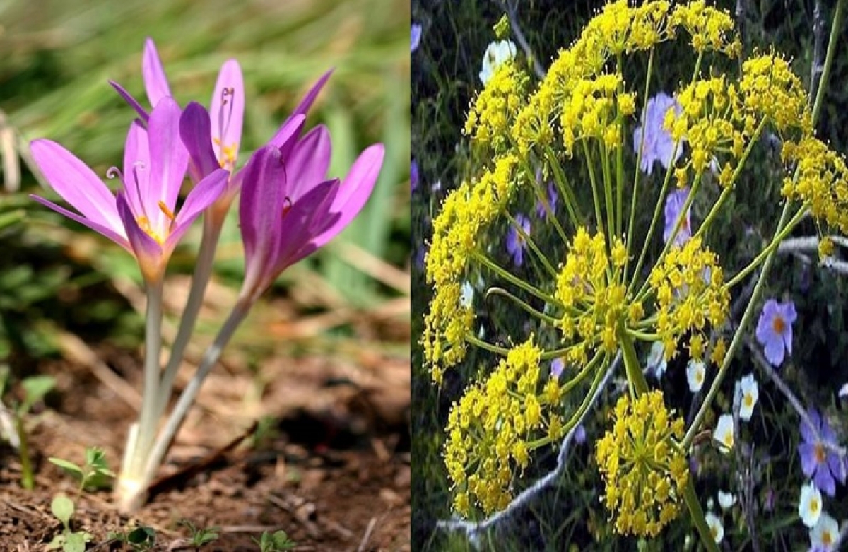 Η ελληνική φύση, ως φάρμακο
