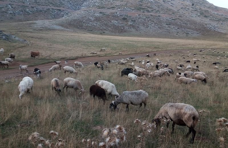 Εξυγίανση ζωικού κεφαλαίου: εγκρίθηκε το πρόγραμμα ενισχύσεων