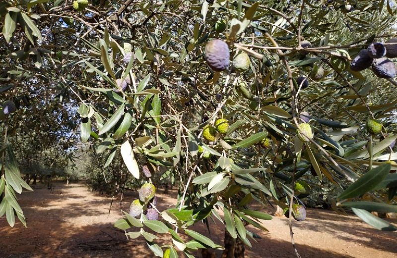 Ευρωπαϊκή στήριξη στους Έλληνες ελαιοπαραγωγούς, ζήτησε το ΥπΑΑΤ