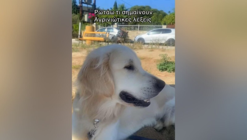 Ντοπιολαλιά και χιούμορ: Τρεις αγρινιώτικες λέξεις που μπέρδεψαν τα social media