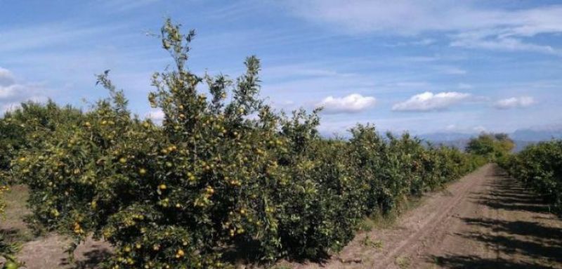 Αιτωλοακαρνανία: Πολύ έντονο εμπορικό ενδιαφέρον καταγράφεται πριν τις πρώτες κοπές Ναβαλίνας