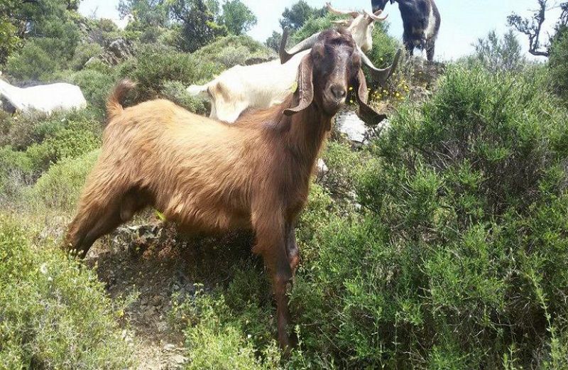 6 εκατ. ευρώ η νέα πληρωμή του ΟΠΕΚΕΠΕ
