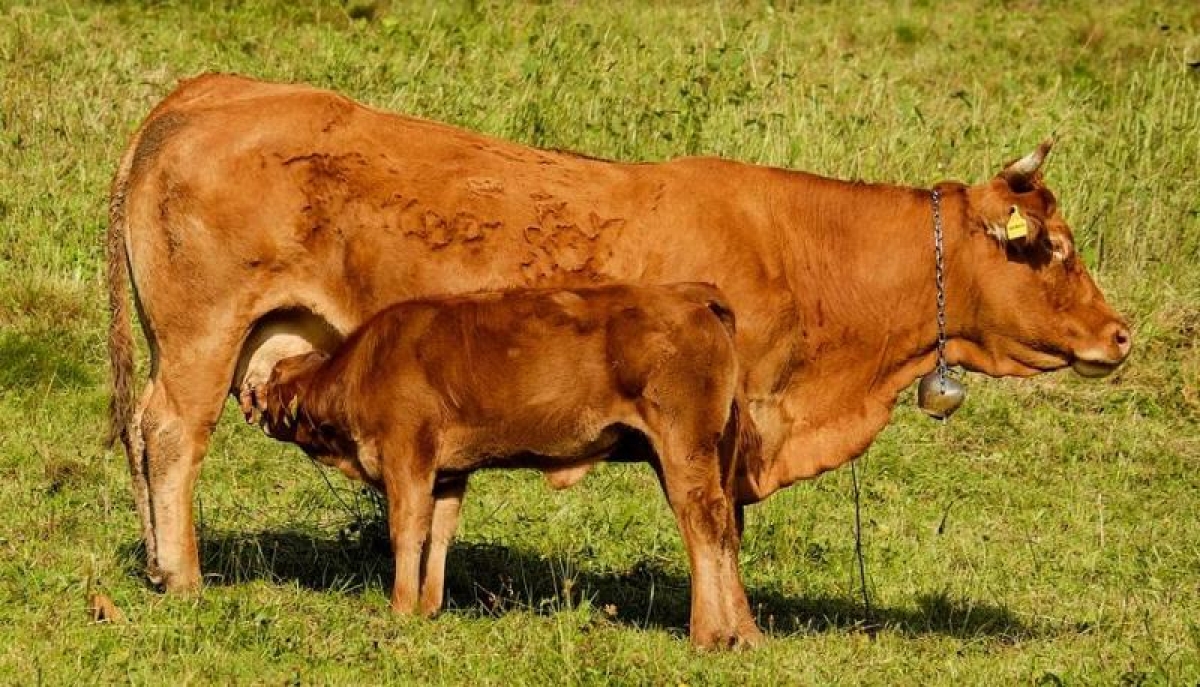 Οι αγελάδες μολύνουν, ζήτω τα έντομα!