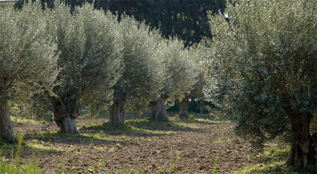 SOS από τους ελαιοκαλλιεργητές των Παρακαμπυλίων: μεγάλη μείωση παραγωγής, τι ζητούν απο τον ΕΛΓΑ