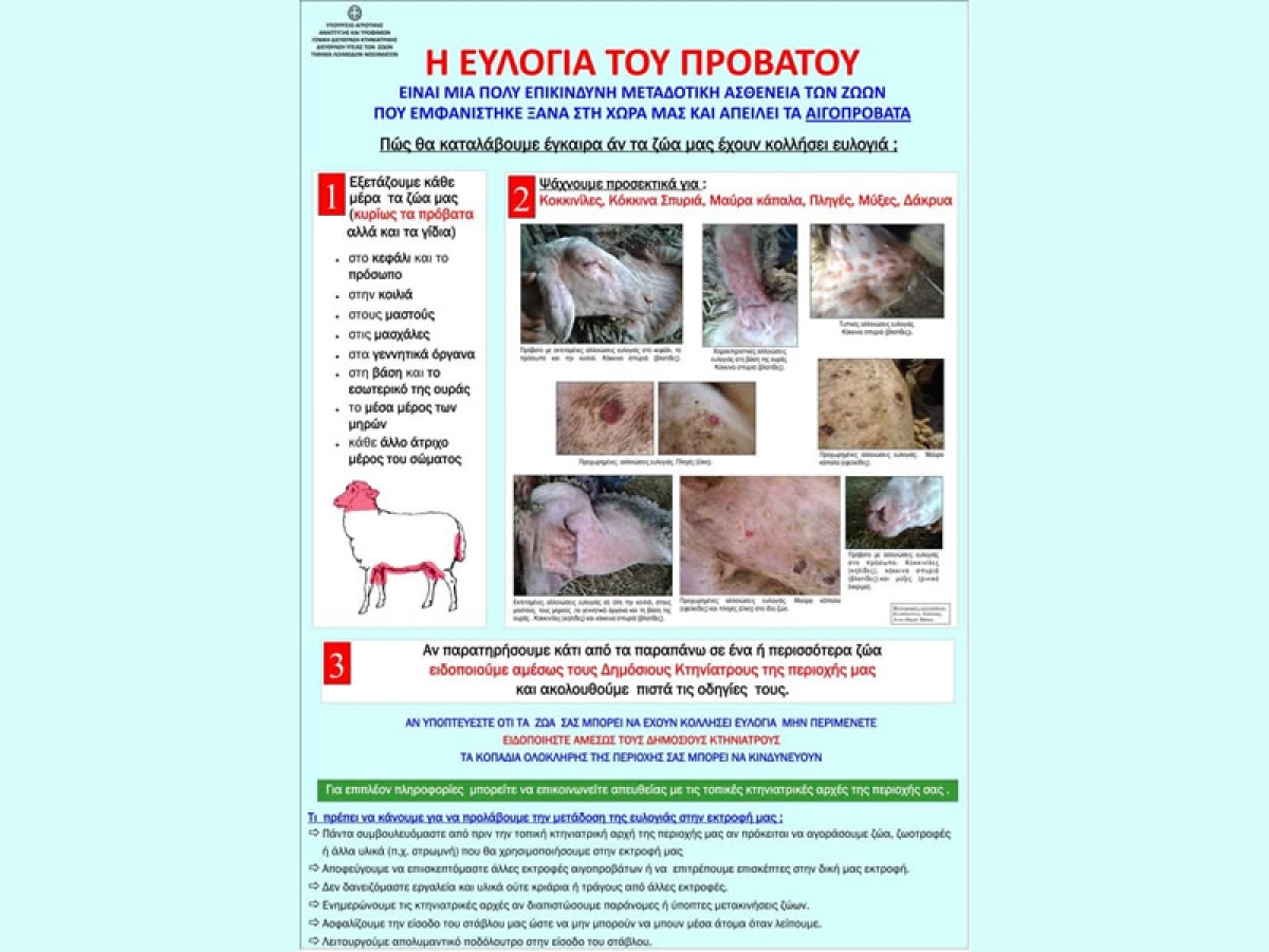 Εντοπίσθηκε κρούσμα ευλογιάς σε εκτροφή προβάτων – Δεν μεταδίδεται στον άνθρωπο- Σε εφαρμογή όλα τα προβλεπόμενα σχέδια