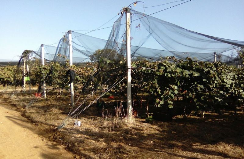 Ακτινιδιά: οδηγίες για το βακτηριακό έλκος