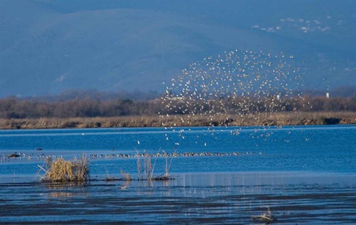 Πρόταση για βιώσιμη αλιεία και υδατοκαλλιέργειες στον Αμβρακικό