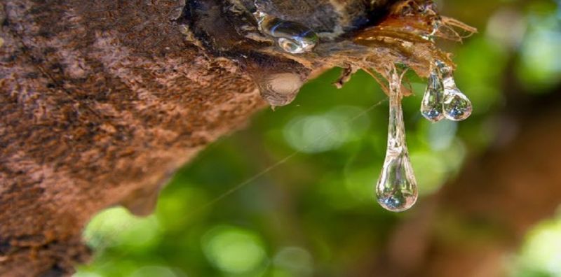 Mαστιχόδενδρο: To θαύμα της φύσης με τις 70 θεραπευτικές ιδιότητες!