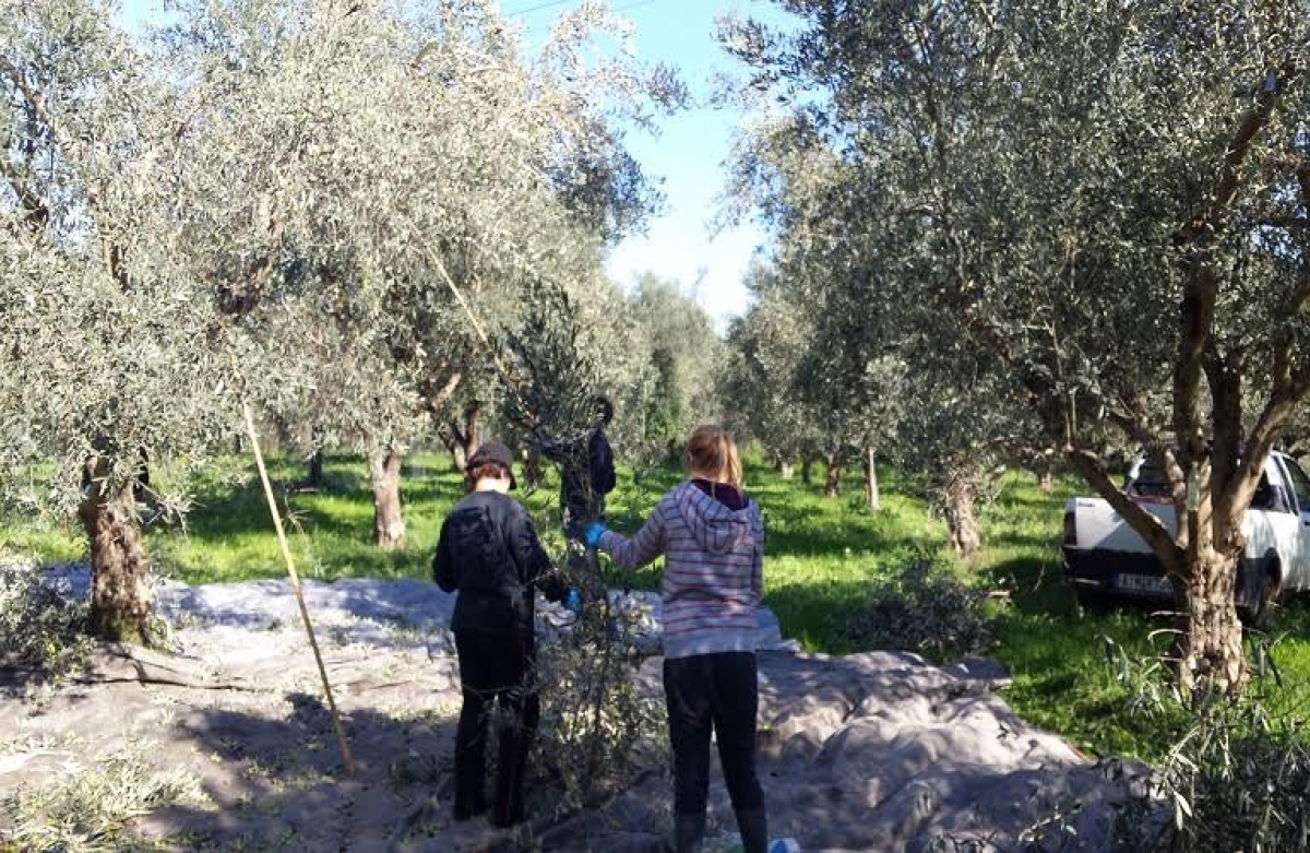 Οικογενειακές εκμεταλλεύσεις: απόλυτη κυριαρχία στον αγροτικό κλάδο της χώρας