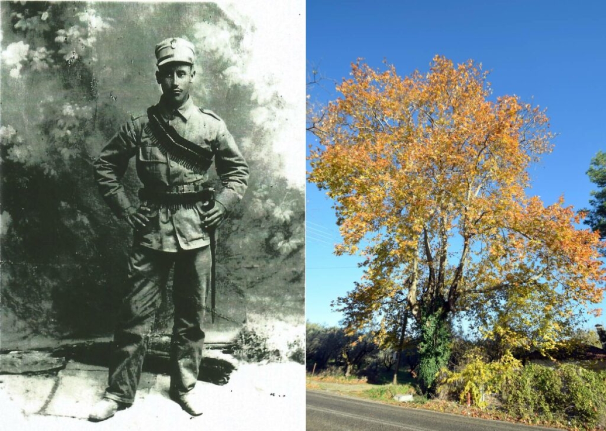 Φώτης Γιαννακόπουλος: η περίπτωση ενός Αγρινιώτη πεσόντα στη Μικρασιατική καταστροφή - ο πλάτανος που τον θυμίζει