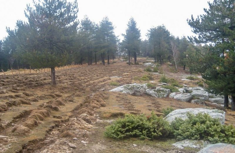 Δασικοί Χάρτες: τί πρέπει να κάνουν οι παραγωγοί