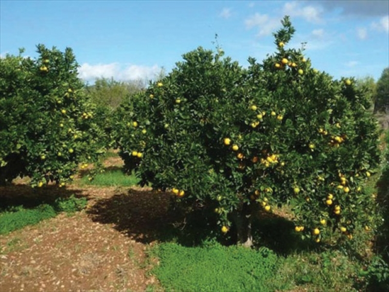Το μοναδικό στον κόσμο σαγκουίνι της Γουρίτσας