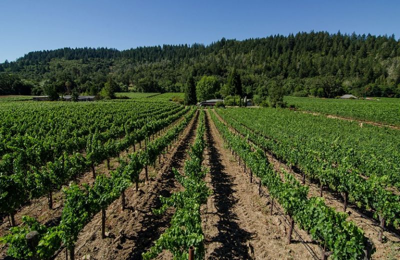 Επίκαιρες συμβουλές για τις ασθένειες της περιόδου στο αμπέλι