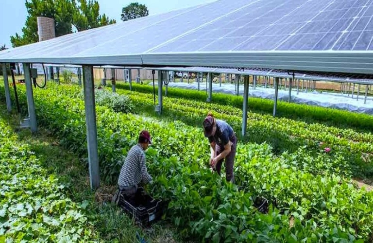 Τα &quot;αγροβολταϊκά&quot; ανθίζουν