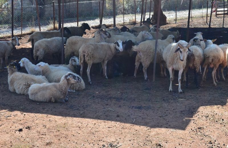 38 εκατ. ευρώ για το πρόγραμμα Σπάνιων Φυλών