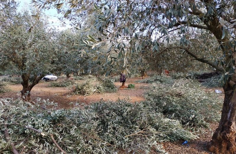 Ελιές: ποικιλίες και τοποθεσίες
