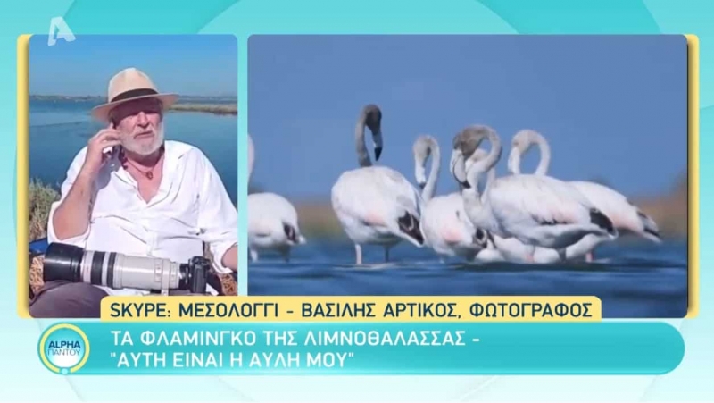 “ALPHA Παντού” ζωντανά από το Μεσολόγγι με εικόνες των φλαμίνγκο από τον φακό του Βασίλη Αρτίκου (βίντεο)