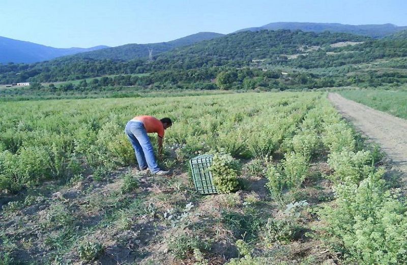 Διευκρινίσεις για τη χορήγηση βεβαίωσης ΜΑΑΕ και την υποβολή δήλωσης ΟΣΔΕ