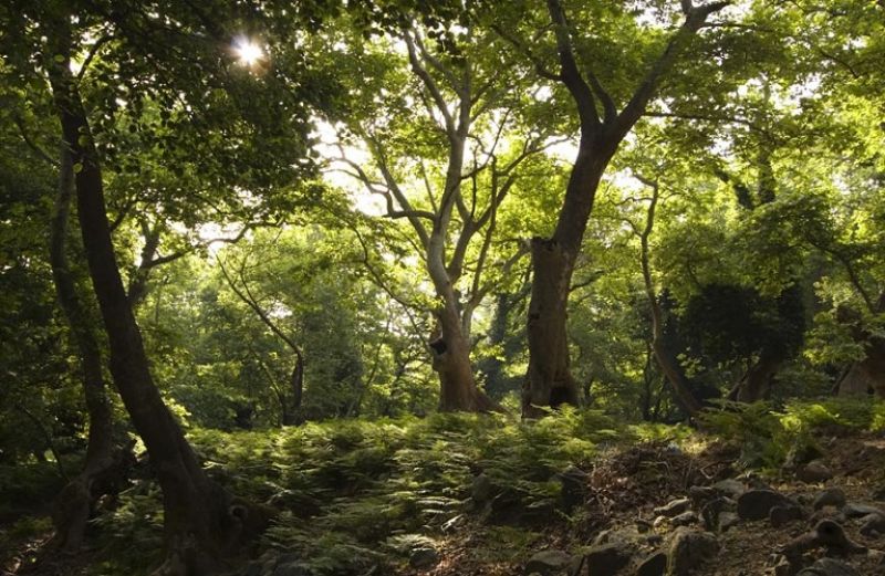 Παρεμβάσεις με 3 σημεία για τους δασικούς χάρτες