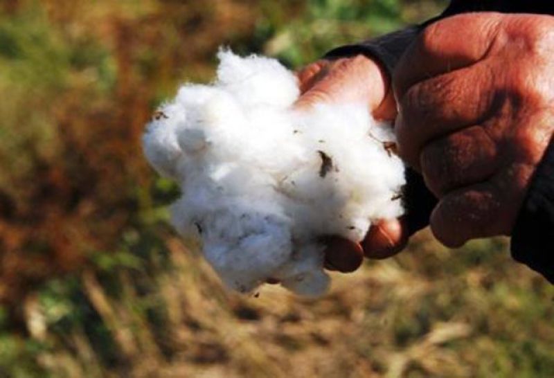 Εσπερίδα στο Μεσολόγγι την Τρίτη για την προώθηση της ποιότητας του βαμβακιού (Τρι 11/2/2020 16:30)