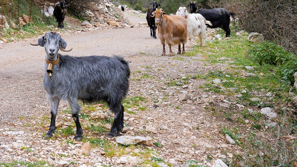 Ήχοι βουνού, τα γίδια και τα κυπροκούδουνα της Ελλάδας (Βίντεο)