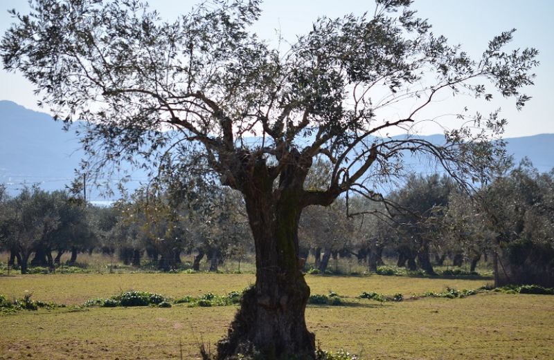 Ευρωπαϊκή στήριξη για την ελληνική ελαιοπαραγωγή