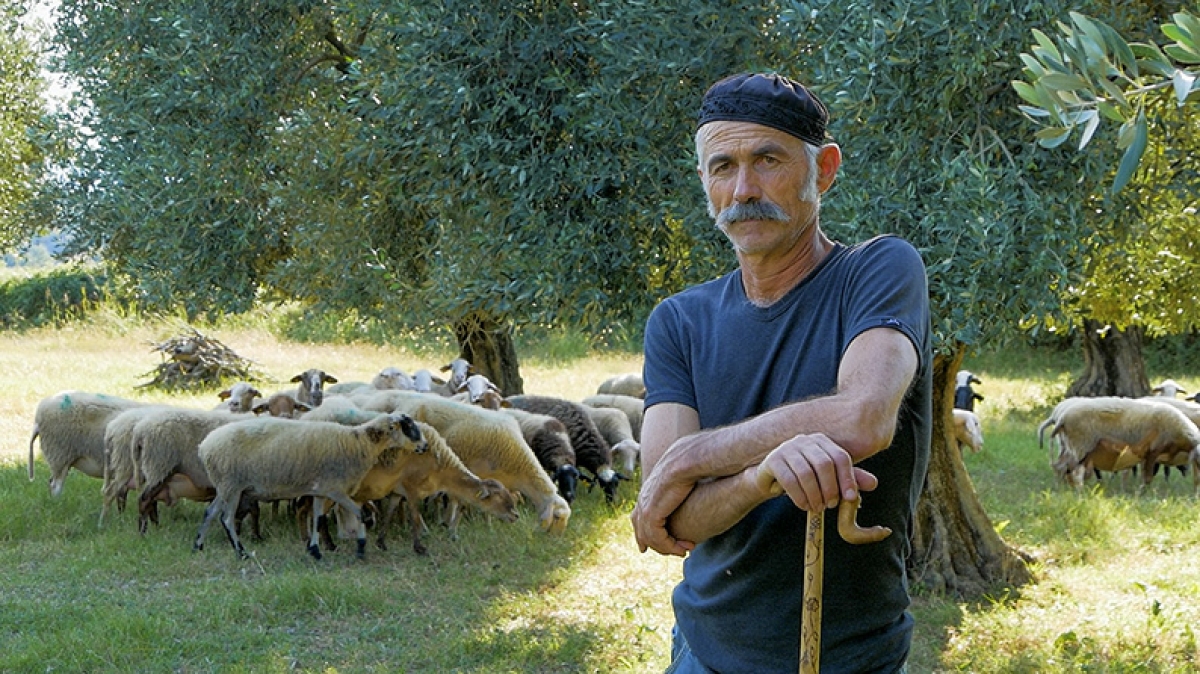 Βίντεο: Ο Νίκος και το κοπάδι του | Ο μερακλής βοσκός του Βάλτου