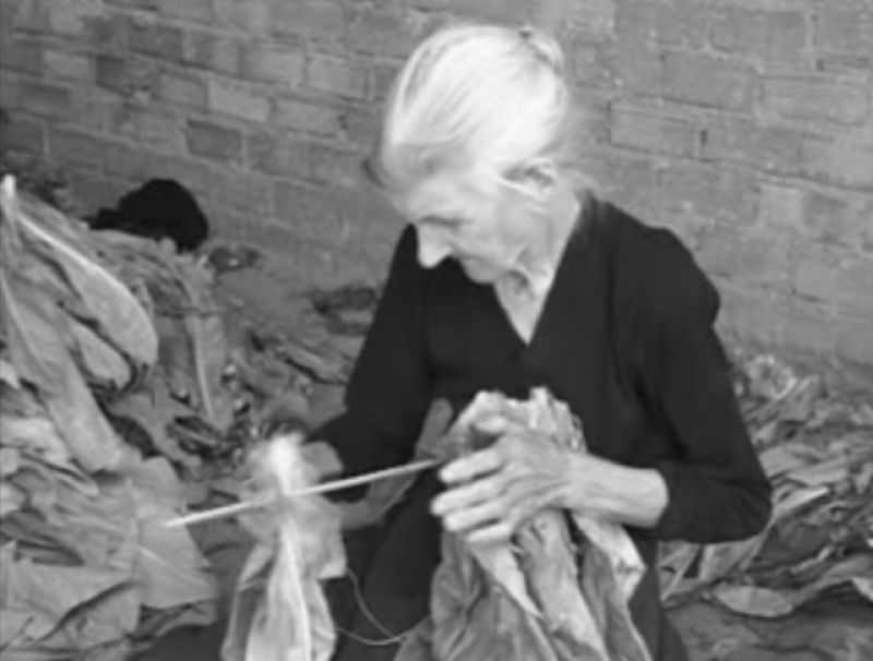 H καλλιέργεια του καπνού: Τα τσεμπέλια, τα βιρτζίνια, οι καπναποθήκες… (video)