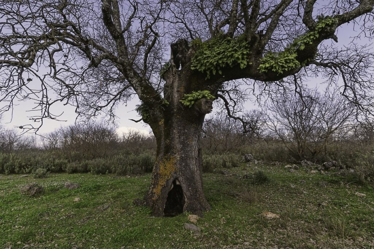Απειλείται το βελανιδοδάσος Ξηρομέρου στην Αιτωλοακαρνανία
