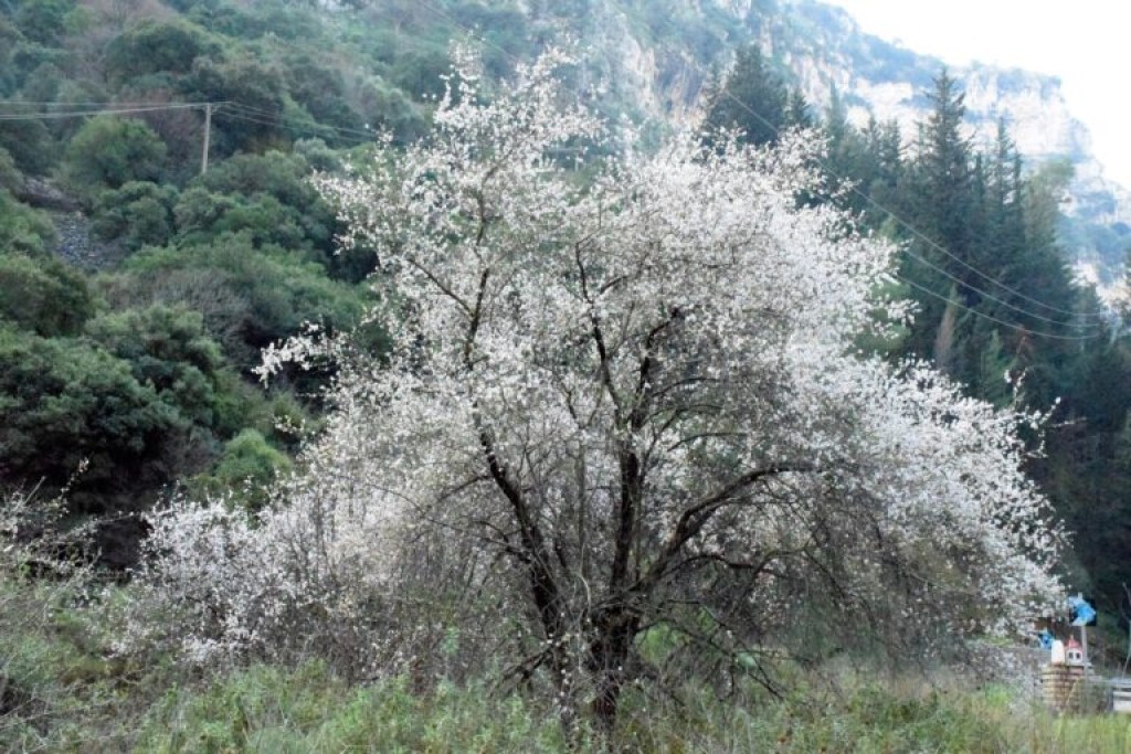 &quot;Μύρισε&quot; άνοιξη στο φαράγγι της Κλεισούρας - Άνθισαν οι αμυγδαλιές
