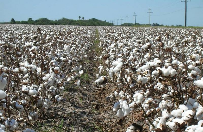 Βαμβακοκαλλιέργειες Αιτωλοακαρνανίας και ολοκληρωμένη φυτοπροστασία